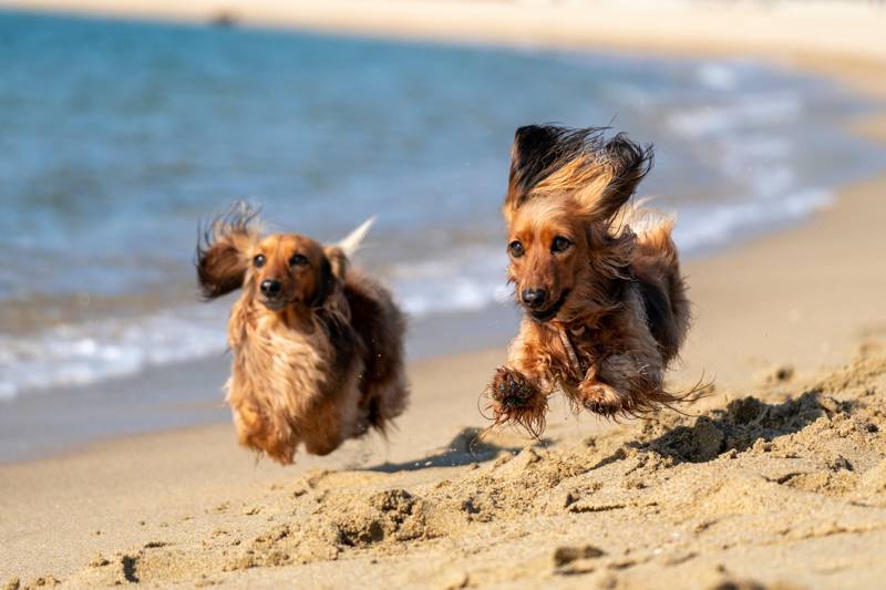 Strandurlaub Callantsoog LekkerNaarZee